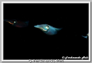 Squids (Loligo vulgaris) in the night of the Mediterranea... by Ferdinando Meli 